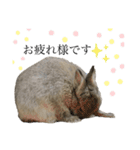 うさぎの小麦スタンプ（個別スタンプ：16）