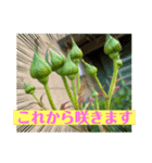 花とねこからの励まし（個別スタンプ：1）