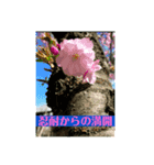 花とねこからの励まし（個別スタンプ：5）