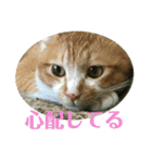 花とねこからの励まし（個別スタンプ：7）