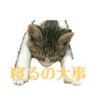 花とねこからの励まし（個別スタンプ：8）