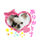 チワワの心菜☆言いにくい言葉、心菜が代弁（個別スタンプ：5）