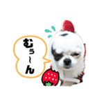 チワワの心菜☆言いにくい言葉、心菜が代弁（個別スタンプ：6）