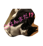 プリンちゃん4（個別スタンプ：4）