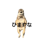 animal’s life（個別スタンプ：3）