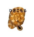 animal’s life（個別スタンプ：6）