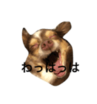 animal’s life（個別スタンプ：7）
