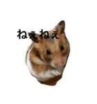 animal’s life（個別スタンプ：8）