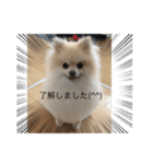 ぴのこ わんわん（個別スタンプ：2）