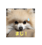 ぴのこ わんわん（個別スタンプ：3）
