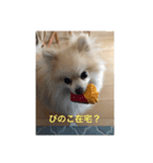 ぴのこ わんわん（個別スタンプ：6）