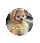 ぴのこ わんわん（個別スタンプ：7）