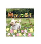 わんぱくトイプーの日常（個別スタンプ：2）