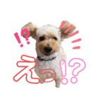 わんぱくトイプーの日常（個別スタンプ：3）