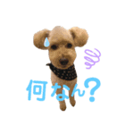 わんぱくトイプーの日常（個別スタンプ：4）