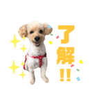 わんぱくトイプーの日常（個別スタンプ：5）