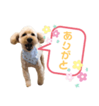 わんぱくトイプーの日常（個別スタンプ：6）