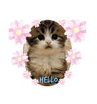 ねこちゃんスタンプNo.2（個別スタンプ：1）
