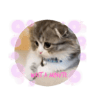 ねこちゃんスタンプNo.2（個別スタンプ：2）