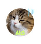 ねこちゃんスタンプNo.2（個別スタンプ：6）
