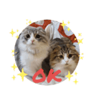 ねこちゃんスタンプNo.2（個別スタンプ：10）