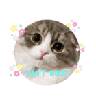 ねこちゃんスタンプNo.2（個別スタンプ：22）