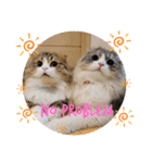 ねこちゃんスタンプNo.2（個別スタンプ：23）