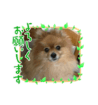 うちのわんこ（パピ＆ポメ）（個別スタンプ：3）