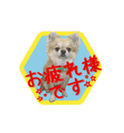 チワワのラズくんスタンプʚ♥ɞ（個別スタンプ：6）