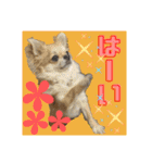 チワワのラズくんスタンプʚ♥ɞ（個別スタンプ：8）