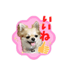 チワワのラズくんスタンプʚ♥ɞ（個別スタンプ：9）