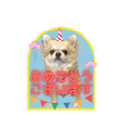 チワワのラズくんスタンプʚ♥ɞ（個別スタンプ：10）