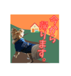 チワワのラズくんスタンプʚ♥ɞ（個別スタンプ：11）