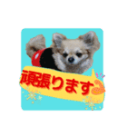 チワワのラズくんスタンプʚ♥ɞ（個別スタンプ：12）