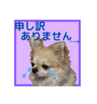 チワワのラズくんスタンプʚ♥ɞ（個別スタンプ：13）