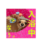 チワワのラズくんスタンプʚ♥ɞ（個別スタンプ：14）