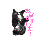 ヨーチーこてつ2（個別スタンプ：4）