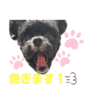 ヨーチーこてつ2（個別スタンプ：8）