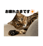 吾輩は猫にゃん。（個別スタンプ：1）