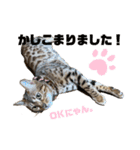 吾輩は猫にゃん。（個別スタンプ：2）