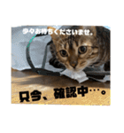 吾輩は猫にゃん。（個別スタンプ：3）