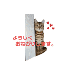 吾輩は猫にゃん。（個別スタンプ：4）
