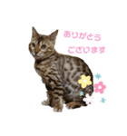 吾輩は猫にゃん。（個別スタンプ：5）