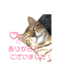 吾輩は猫にゃん。（個別スタンプ：6）