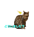 吾輩は猫にゃん。（個別スタンプ：7）