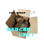 吾輩は猫にゃん。（個別スタンプ：8）