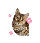 吾輩は猫にゃん。（個別スタンプ：9）