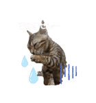 吾輩は猫にゃん。（個別スタンプ：10）