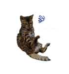 吾輩は猫にゃん。（個別スタンプ：12）