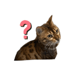 吾輩は猫にゃん。（個別スタンプ：13）